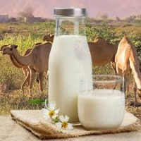 پروتئین شیر شتر – دانلود پایان نامه صنایع غذایی بهمراه پاور پوینت ارایه